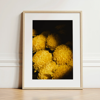 Field of Dreams - Vietnam Chrysanthemums Art Print / Canvas, 12x16’’ / 31x41cm / Natural Frame / Matboard, Posters Prints & Visual Artwork,