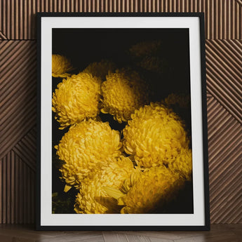 Field of Dreams - Vietnam Chrysanthemums Art Print / Canvas Black-framed Cluster Vibrant Yellow Dark Vietnam’s Floral Legacy, Chiaroscuro