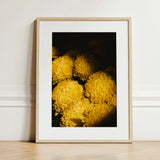 Field of Dreams - Vietnam Chrysanthemums Art Print / Canvas Framed Photograph Vibrant Yellow Dark Background Enclosed Vietnam’s Floral