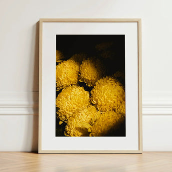 Field of Dreams - Vietnam Chrysanthemums Art Print / Canvas Framed Photograph Vibrant Yellow Dark Background Enclosed Vietnam’s Floral
