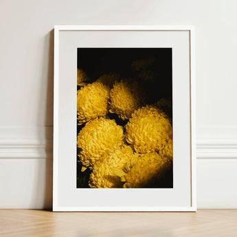 Field of Dreams - Vietnam Chrysanthemums Art Print / Canvas Framed Photograph Vibrant Yellow Dark Background Enclosed Vietnam’s Floral