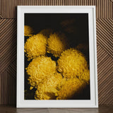Field of Dreams - Vietnam Chrysanthemums Art Print / Canvas Framed Photograph Vibrant Yellow Dense Layered Petals Vietnam’s Floral Legacy,