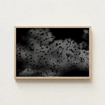 Black-and-white Framed Artwork Flock Birds Flight Dark Textured White Art Print, Gray Canopy, Surge