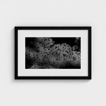 Flock of Birds at Dusk - Black & White Art Print / Canvas, Gray Canopy, Surge Prints
