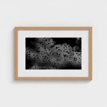 Flock of Birds at Dusk - Black & White Art Print / Canvas, Gray Canopy, Surge Prints