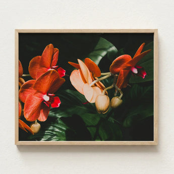 Framed Photograph Vibrant Orange Peach Orchids Deep Green Phalaenopsis Orchid Fine Art Print, Southeast Asian Floriculture, Sultry Allure