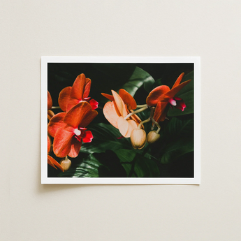 Framed Photograph Vibrant Orange Peach-colored Orchids Deep Green Phalaenopsis Orchid Fine Art Print, Southeast Asian Floriculture, Sultry