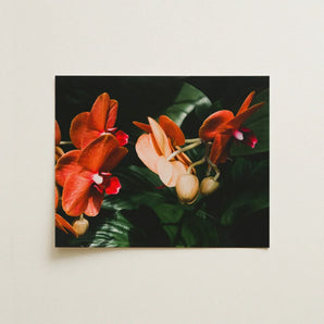 Floral Coral - Phalaenopsis Orchid Flower Art Print / Canvas Rectangular Framed Photograph Vibrant Orange Pink Orchids Deep Fine, Southeast