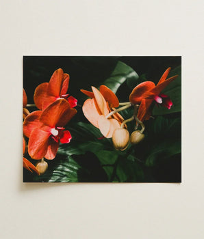 Rectangular Framed Photograph Vibrant Orange Pink Orchids Deep Phalaenopsis Orchid Fine Art Print, Southeast Asian Floriculture, Sultry