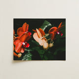 Floral Coral - Phalaenopsis Orchid Flower Art Print / Canvas Rectangular Framed Photograph Vibrant Orange Pink Orchids Deep Fine, Southeast