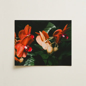 Floral Coral - Phalaenopsis Orchid Flower Art Print / Canvas Rectangular Framed Photograph Vibrant Orange Pink Orchids Deep Fine, Southeast
