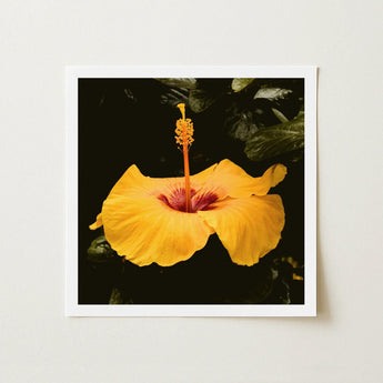 For Sita - Yellow Hibiscus Hoi an Art Print / Canvas Vibrant Flower Deep Red Center Slender, Tropical Jewel Captured, Prints