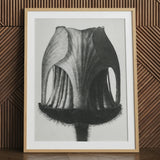 Geum Rivale (knikkend nagelkruidbloem–knop) - Karl Blossfeldt kunstprint / Canvas, 24x32’’ / 61x81cm / Naturel Frame / Matboard, Posters Prints &