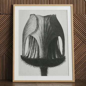Geum Rivale (knikkend nagelkruidbloem–knop) - Karl Blossfeldt kunstprint / Canvas, 24x32’’ / 61x81cm / Naturel Frame / Matboard, Posters Prints &