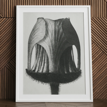Geum Rivale (knikkend nagelkruidbloem–knop) - Karl Blossfeldt kunstprint / Canvas, 24x32’’ / 61x81cm / Wit Frame / Matboard, Posters Prints &