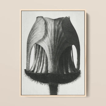 Geum Rivale (nodding Avens Flower–bud) - Karl Blossfeldt Art Print / Canvas, 12x16’’ / 31x41cm / Natural Frame, Posters Prints & Visual