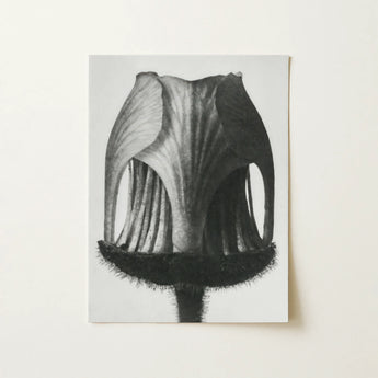 Geum Rivale (nodding Avens Flower–bud) - Karl Blossfeldt Art Print / Canvas, 12x16’’ / 31x41cm / Unframed / no Border, Posters Prints &