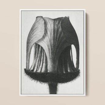 Geum Rivale (nodding Avens Flower–bud) - Karl Blossfeldt Art Print / Canvas, 12x16’’ / 31x41cm / White Frame, Posters Prints & Visual