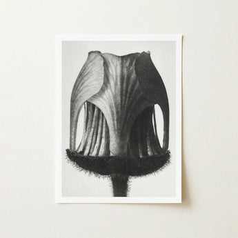 Geum Rivale (nodding Avens Flower–bud) - Karl Blossfeldt Art Print / Canvas Black-and-white Photographic Flower’s Cross-section Framed