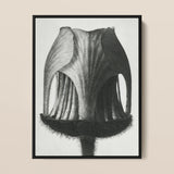 Geum Rivale (nodding Avens Flower–bud) - Karl Blossfeldt Art Print / Canvas Black-framed Artwork Detailed Monochrome Sketch Flower’s