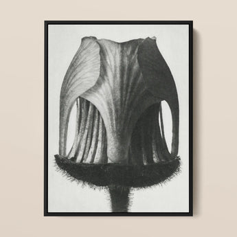 Geum Rivale (nodding Avens Flower–bud) - Karl Blossfeldt Art Print / Canvas Black-framed Artwork Detailed Monochrome Sketch Flower’s
