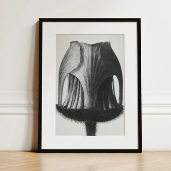 Geum Rivale (nodding Avens Flower–bud) - Karl Blossfeldt Art Print / Canvas Black-framed Detailed Monochrome Illustration Flower’s Interior