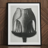 Geum Rivale (nodding Avens Flower–bud) - Karl Blossfeldt Art Print / Canvas Black-framed Detailed Monochrome Sketch Elephant Ear