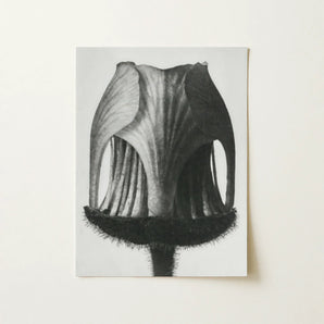 Geum Rivale (nodding Avens Flower–bud) - Karl Blossfeldt Art Print / Canvas Black-and-white Botanical Illustration Print Flower’s