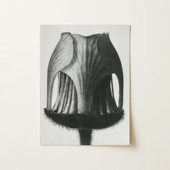 Geum Rivale (nodding Avens Flower–bud) - Karl Blossfeldt Art Print / Canvas Black-and-white Botanical Illustration Print Flower’s