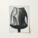 Geum Rivale (nodding Avens Flower–bud) - Karl Blossfeldt Art Print / Canvas Black-and-white Botanical Illustration Flower’s Cross-section