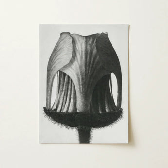 Geum Rivale (nodding Avens Flower–bud) - Karl Blossfeldt Art Print / Canvas Black-and-white Botanical Illustration Flower’s Cross-section