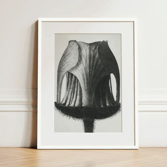 Geum Rivale (nodding Avens Flower–bud) - Karl Blossfeldt Art Print / Canvas Black-and-white Framed Botanical Detailed Cross-section Flower