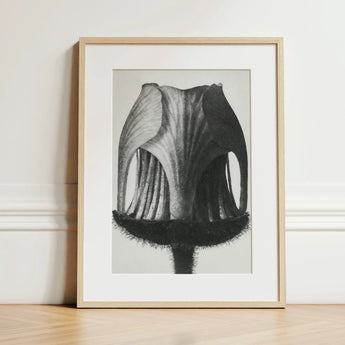 Geum Rivale (nodding Avens Flower–bud) - Karl Blossfeldt Art Print / Canvas Black-and-white Framed Botanical Illustration Flower’s Interior