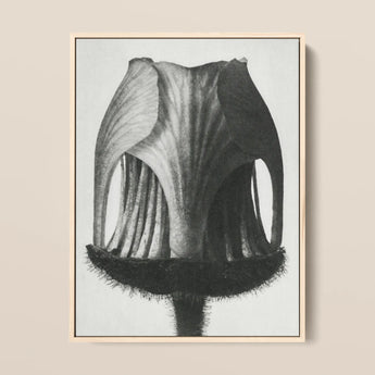 Geum Rivale (nodding Avens Flower–bud) - Karl Blossfeldt Art Print / Canvas Detailed Black-and-white Pencil Flower’s Cross-section Framed