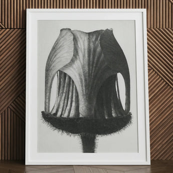 Geum Rivale (nodding Avens Flower–bud) - Karl Blossfeldt Art Print / Canvas Framed Black-and-white Botanical Illustration Detailed Textured