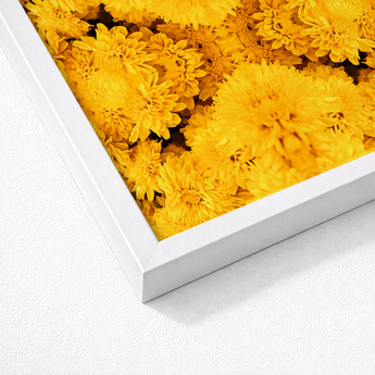 White-framed Artwork Vibrant Close-up Print Dense Yellow Chrysanthemums Behold Gold Rush, Entrancing Floral Symphony, Trippy Chrysanthemum