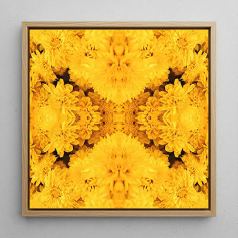 Gold Rush - Chrysanthemum Op Art Print / Canvas, Behold Gold Rush, Entrancing Floral Symphony, Trippy Chrysanthemum Art