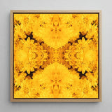 Gold Rush - Chrysanthemum Op Art Print / Canvas Square-framed Artwork Vibrant Symmetrical Pattern Golden-yellow Chrysanthemums Arranged