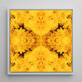 Gold Rush - Chrysanthemum Op Art Print / Canvas, Behold Gold Rush, Entrancing Floral Symphony, Trippy Chrysanthemum Art