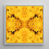 Gold Rush - Chrysanthemum Op Art Print / Canvas Vibrant Yellow Floral Sleek White Frame Behold, Entrancing Symphony, Trippy Prints