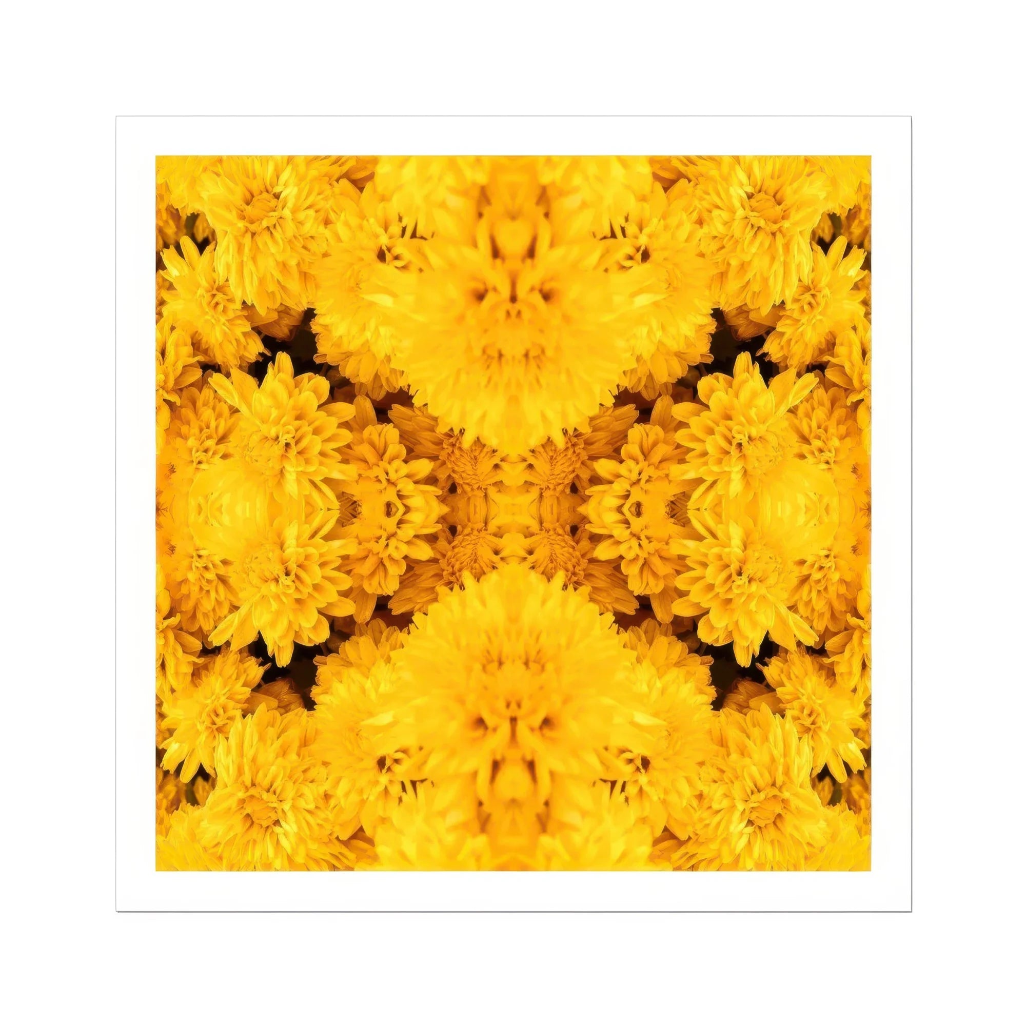 Gold Rush - Chrysanthemum Op Art Print, Kaleidoscopic Pattern Bright Yellow Chrysanthemum Flowers Arranged Symmetrical
