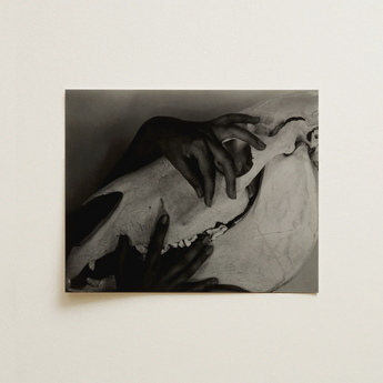 Hands and Horse Skull - Alfred Stieglitz Art Print / Canvas Black-and-white Photographic Print Hands Gently Skull Alfred Stieglitz’s