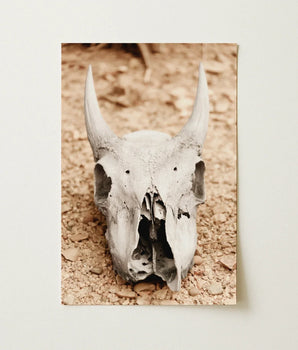 Weathered Off-white Animal Skull Prominent Horns Rests Bed Horned Art, Bleached Bone Rises, Ancient Questions Left