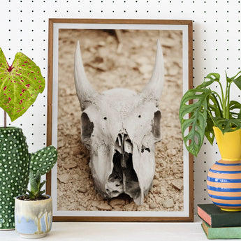 Horned Skull Art Print / Canvas Framed Photograph Weathered Off-white Animal Prominent Horns, Bleached Bone Rises, Ancient Questions Left