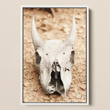 Horned Skull Art Print / Canvas Framed Photograph Weathered Off-white Animal Prominent Horns, Bleached Bone Rises, Ancient Questions Left