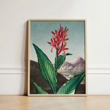 Indian Reed - Robert John Thornton Floral Art Print / Canvas Framed Botanical Illustration Vibrant Red Orange Flower Green,