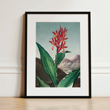 Indian Reed - Robert John Thornton Floral Art Print / Canvas, 12x16’’ / 31x41cm / Black Frame / Matboard, Posters Prints & Visual Artwork,