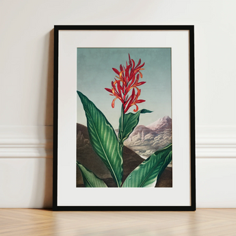 Indian Reed - Robert John Thornton Floral Art Print / Canvas, 12x16’’ / 31x41cm / Black Frame / Matboard, Posters Prints & Visual Artwork,