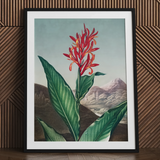 Indian Reed - Robert John Thornton Floral Art Print / Canvas, 24x32’’ / 61x81cm / Black Frame / Matboard, Posters Prints & Visual Artwork,