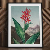 Indian Reed - Robert John Thornton Floral Art Print / Canvas Framed Botanical Illustration Vibrant Red Orange Flower Long,